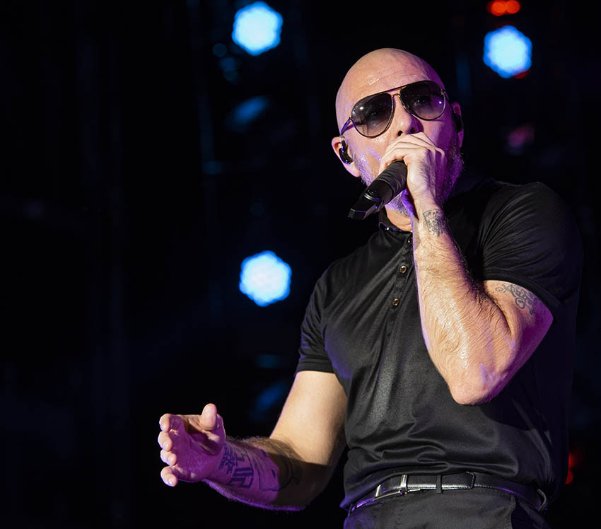 Pitbull Foto