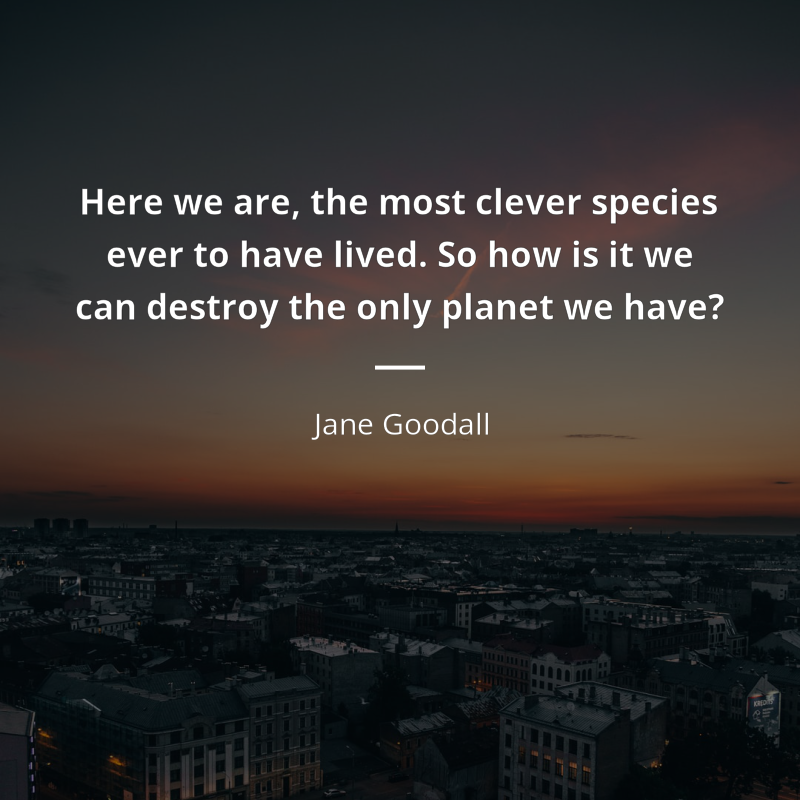 Jane Goodall frase: “Here we are, the most clever species ever to have lived. So how is it we can destroy the only planet we have?”