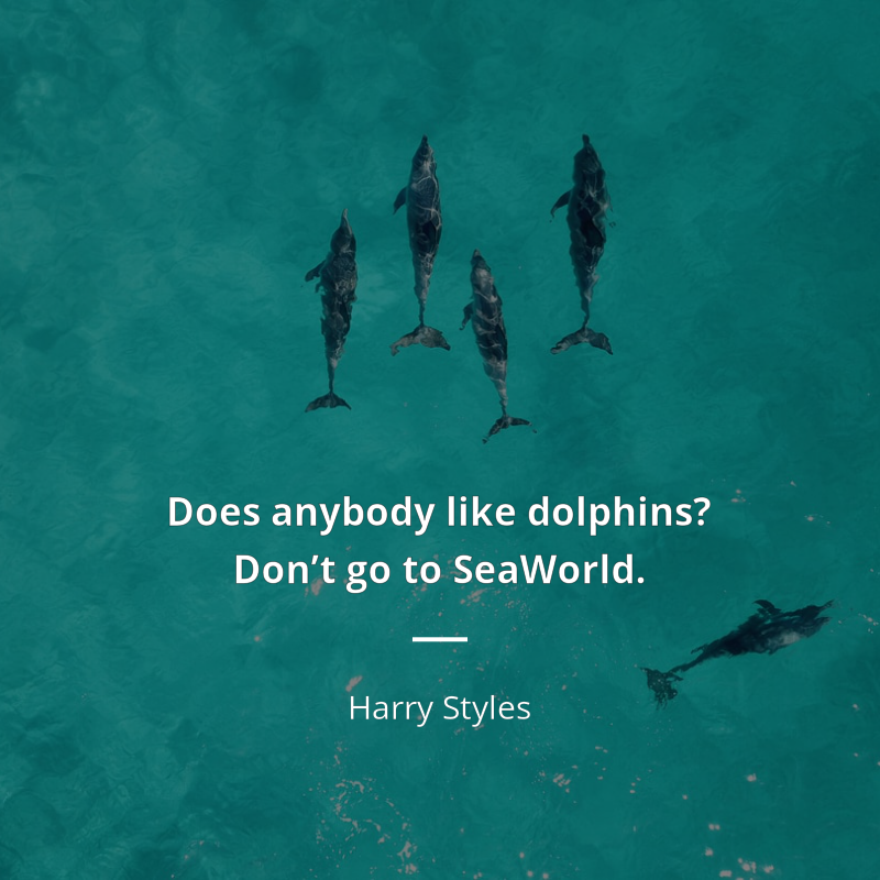 Harry Styles frase: “Does anybody like dolphins? Don’t go to SeaWorld.”